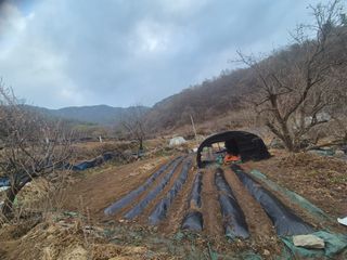 유윤주님의 고추 · 영농일지 작성글 사진