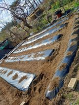 팜모닝 고추·영농일지 게시글 이미지