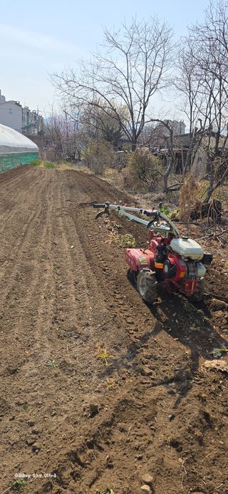 ♡청심전유삼♡님의 옥수수 · 영농일지 작성글 사진