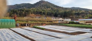 김안재님의 옥수수 · 영농일지 작성글 사진