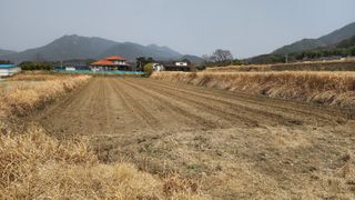 이규섭님의 블루베리 · 영농일지 작성글 사진