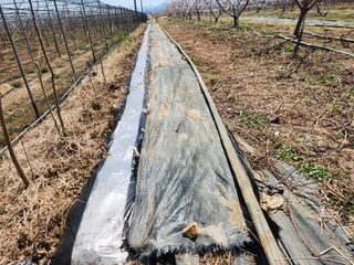 꿀복이농장님의 고추 · 영농일지 작성글 사진