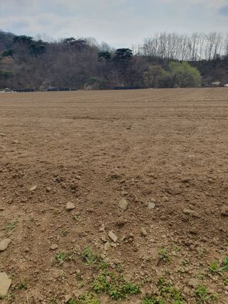 장정구님의 파 · 영농일지 작성글 사진