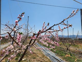 꿀복이농장님의 고추 · 영농일지 작성글 사진