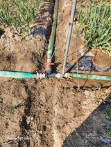 팜모닝 마늘·영농일지 게시글 이미지