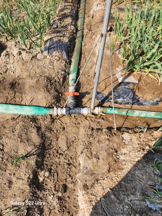 박종권님의 마늘 · 영농일지 작성글 사진