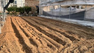 원스피릿팜님의 고추 · 영농일지 작성글 사진