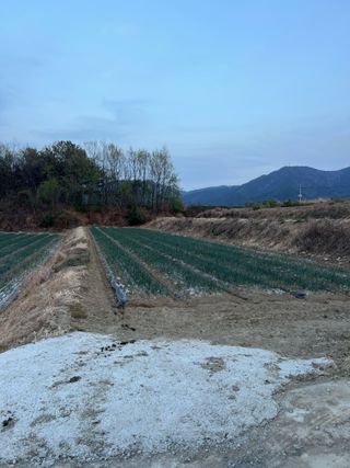 김흥남님의 양파 · 영농일지 작성글 사진
