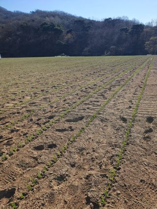 장정구님의 파 · 영농일지 작성글 사진