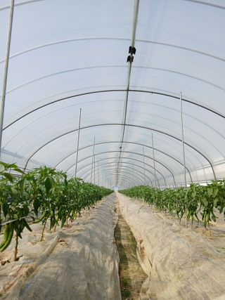 Smy1245678님의 기타작물 · 영농일지 작성글 사진