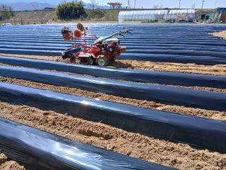 최남옥님의 기타작물 · 영농일지 작성글 사진