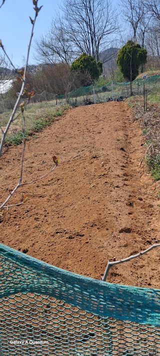 김윤철님의 감자 · 영농일지 작성글 사진