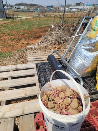 로만아빠님의 기타작물 · 영농일지 작성글 사진