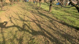 조용욱 용강농원님의 기타작물 · 영농일지 작성글 사진