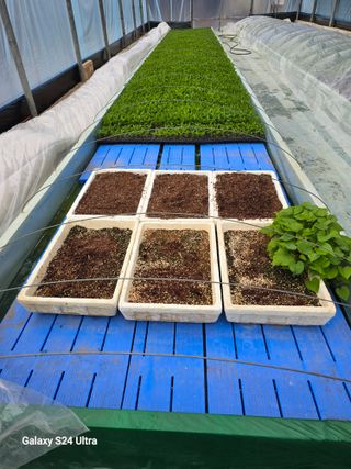 gigibae111님의 고추 · 영농일지 작성글 사진