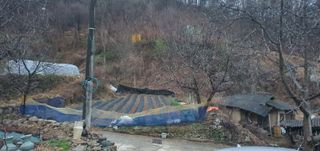 유윤주님의 고추 · 영농일지 작성글 사진