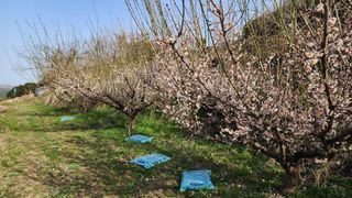 이규섭님의 매실 · 영농일지 작성글 사진