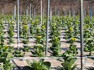 윤영숙소화데레사님의 기타작물 · 영농일지 작성글 사진