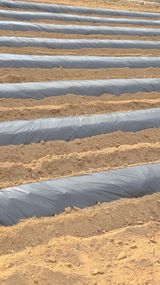 팜모닝 기타작물·영농일지 게시글 이미지