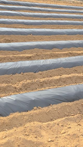 박준호님의 기타작물 · 영농일지 작성글 사진