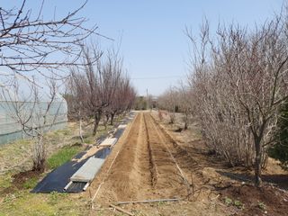 송완춘님의 기타작물 · 영농일지 작성글 사진