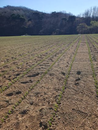 장정구님의 파 · 영농일지 작성글 사진