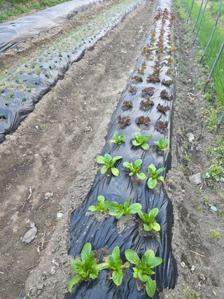 수북산농원님의 상추 · 영농일지 작성글 사진