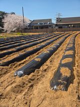 팜모닝 고추·영농일지 게시글 이미지