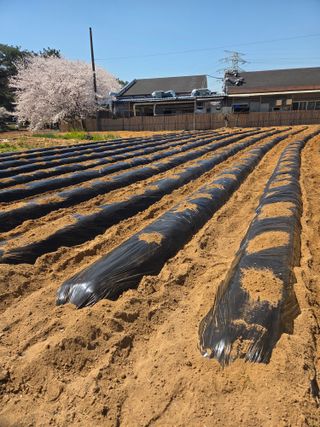 장군농산장창민님의 고추 · 영농일지 작성글 사진