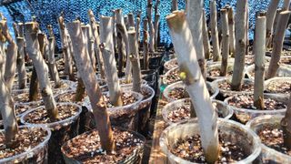 늘푸른 농장주님의 기타작물 · 영농일지 작성글 사진