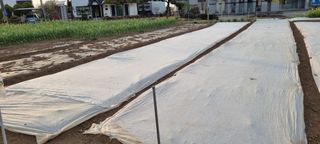 김안재님의 옥수수 · 영농일지 작성글 사진