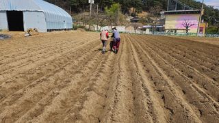 김남근님의 감자 · 영농일지 작성글 사진