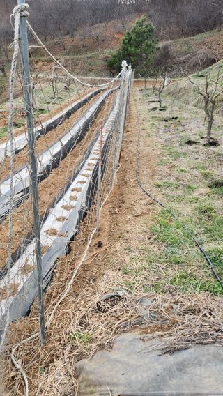 현길01021982님의 기타작물 · 영농일지 작성글 사진