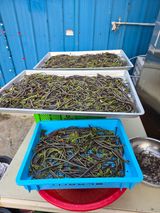 팜모닝 기타작물·영농일지 게시글 이미지