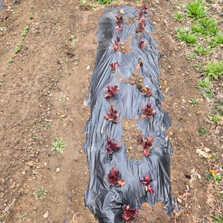 양배추21889님의 복숭아 · 영농일지 작성글 사진