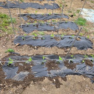 양배추21889님의 복숭아 · 영농일지 작성글 사진