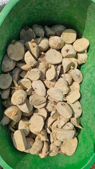 김남근님의 감자 · 영농일지 작성글 사진