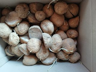 강지현님의 감자 · 영농일지 작성글 사진