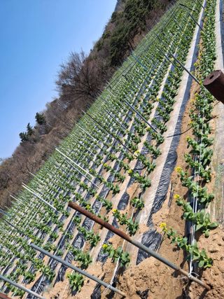 윤영숙소화데레사님의 기타작물 · 영농일지 작성글 사진