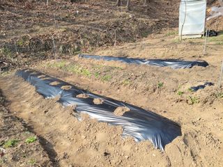 김홍중님의 기타작물 · 영농일지 작성글 사진