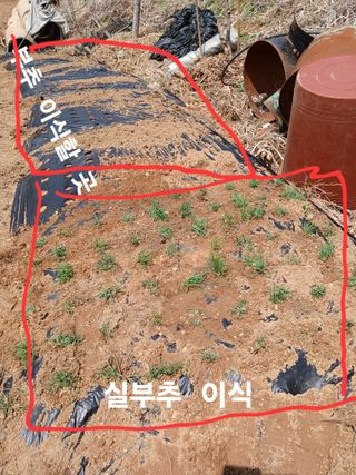 안승호님의 기타작물 · 영농일지 작성글 사진