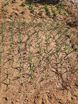 팜모닝 기타작물·영농일지 게시글 이미지