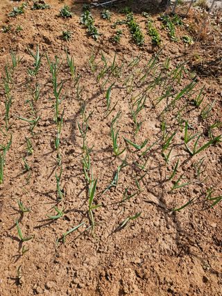 이주연님의 기타작물 · 영농일지 작성글 사진