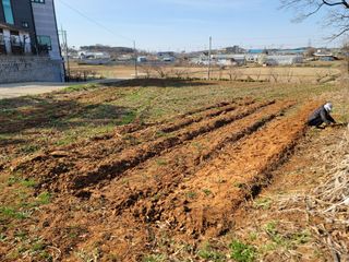 로만아빠님의 감자 · 영농일지 작성글 사진