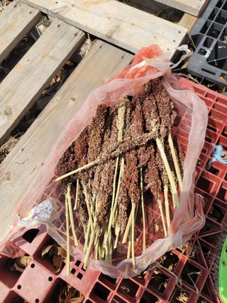 로만아빠님의 기타작물 · 영농일지 작성글 사진