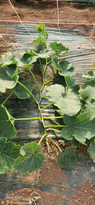 자연그대로님의 기타작물 · 영농일지 작성글 사진