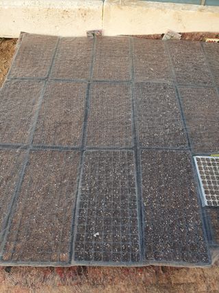 구봉갑산님의 참깨 · 영농일지 작성글 사진