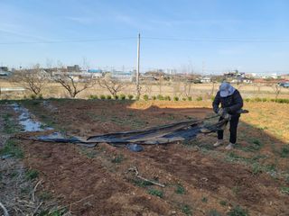 로만아빠님의 감자 · 영농일지 작성글 사진