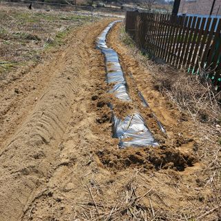 이주환님의 콩 · 영농일지 작성글 사진