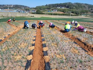 정해원.님의 기타작물 · 영농일지 작성글 사진